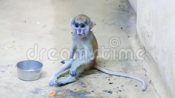 坐在动物园笼子里的可爱的猴子宝宝视频的预览图