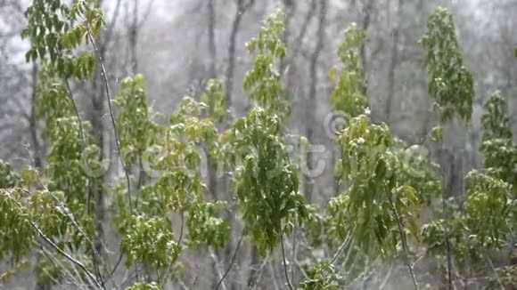 飘落的雪花落在一片灰叶枫树静止的绿叶上树枝在雪的重压下倾斜吹吹风视频的预览图