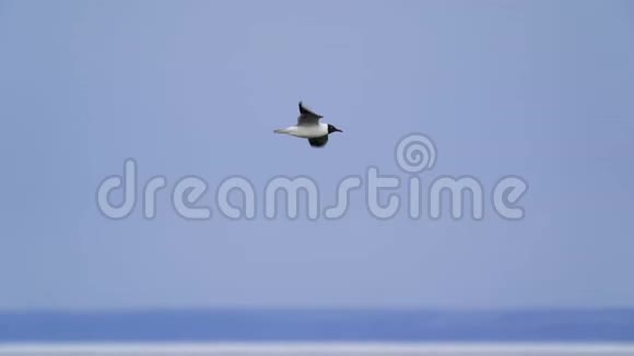 鸟海鸥飞过一个大湖松散的冰浮在湖面上一阵强风吹向海鸥视频的预览图