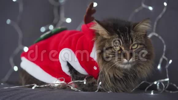 一只打扮成圣诞老人的小毛猫的肖像贴在圣诞花环的背景上圣诞节视频的预览图