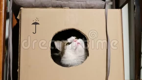 黑猫吓得白猫啃硬纸板箱视频的预览图