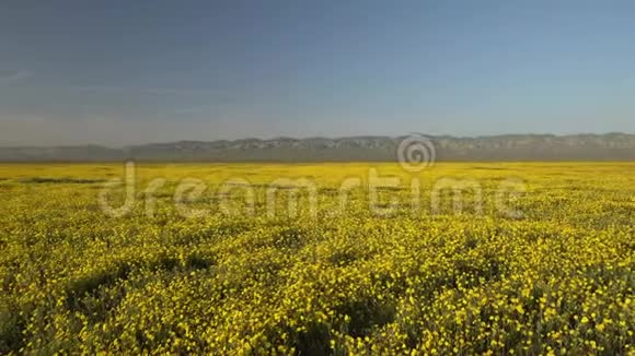 一片黄色野花和山脉的地平线上加利福尼亚超级绽放视频的预览图