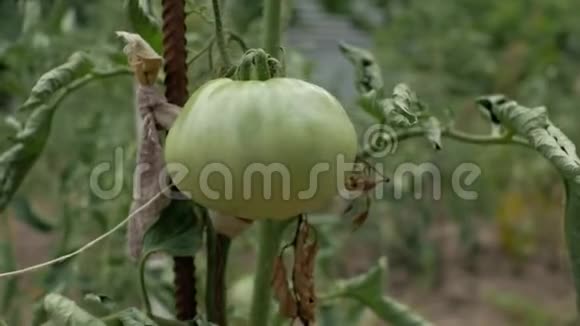 一个大而不成熟的绿色番茄生长在花园的树枝上4k4k视频视频的预览图
