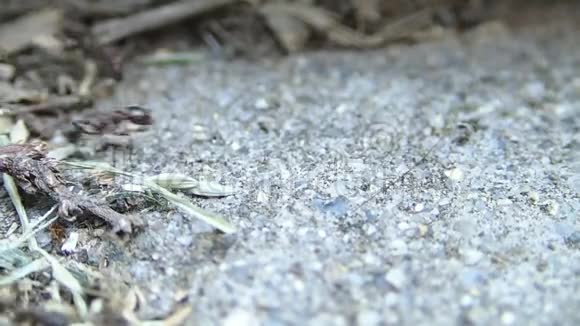 采种子的蚂蚁把种子运回家视频的预览图
