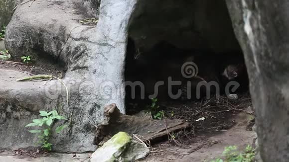 一只成年福沙黑熊睡在动物园的山洞里视频的预览图