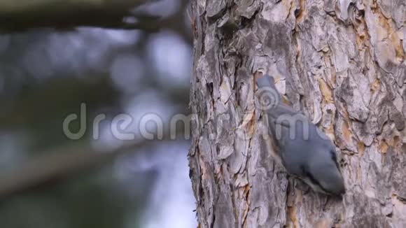 鸟欧亚的努萨奇锡塔欧派亚沿着松树的树干爬行视频的预览图