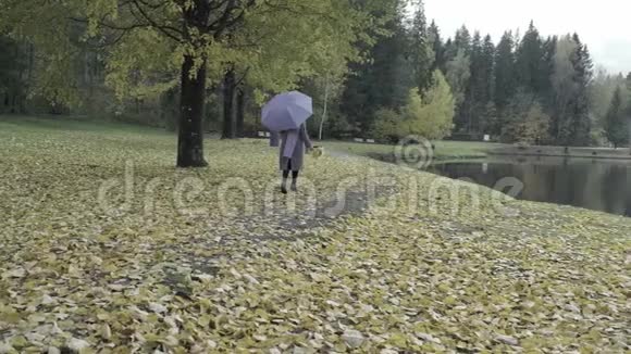 一个带着紫罗兰伞和围巾的漂亮女人慢慢地走进秋天的公园秋天美丽的黄叶视频的预览图