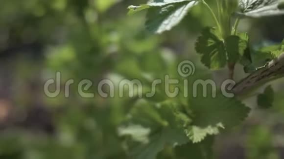 鲜叶黑醋栗的枝条的特写4K视频的预览图