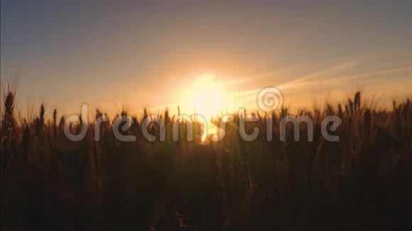 金色的小麦在眩光和夕阳的光芒中视频的预览图
