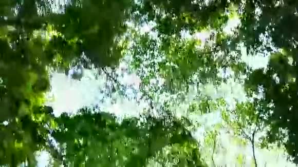 天空中的树木视频的预览图