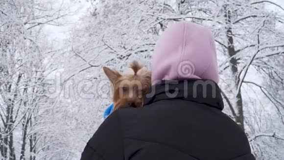 女人背着相机站着头上盖着一个兜帽裹着蓝色毯子的的约克郡小猎犬视频的预览图