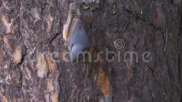 鸟欧亚的努萨奇锡塔欧派亚沿着松树的树干爬行视频的预览图