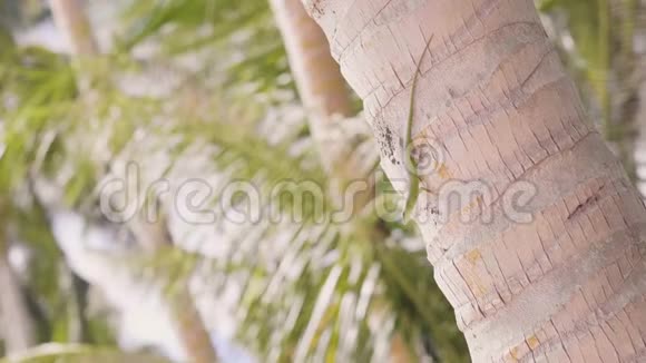 绿蜥蜴爬在热带岛屿的树干棕榈树上在热带海滩的棕榈树上合上蜥蜴爬行动物视频的预览图