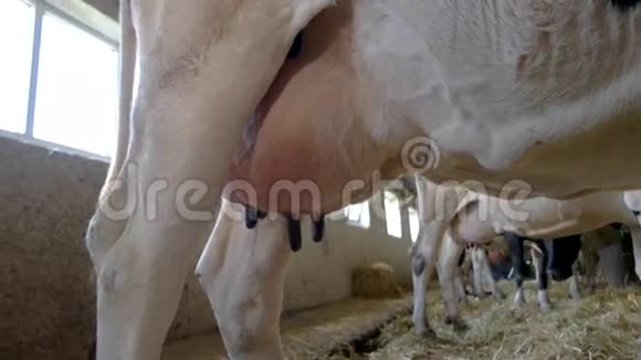 一头牛的大乳房视频的预览图