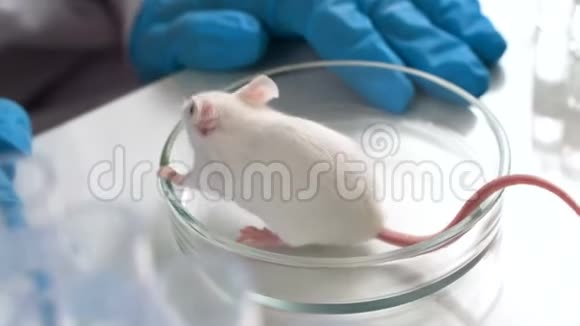 医学实验室里的白鼠科学家试验新疫苗或新药视频的预览图