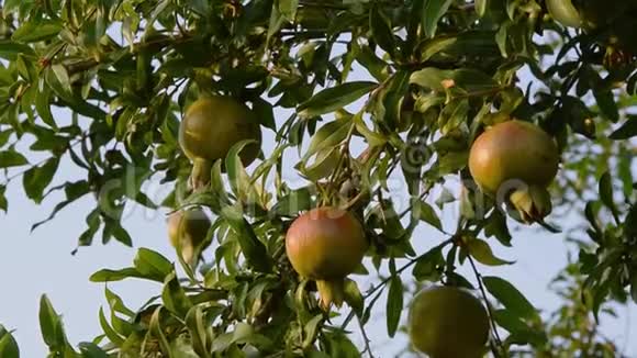 石榴树果实成熟生的抗氧化食物视频的预览图