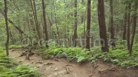 奥基加拉树木和蕨类植物视频的预览图