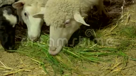 把在农场吃青草的羊关起来视频的预览图