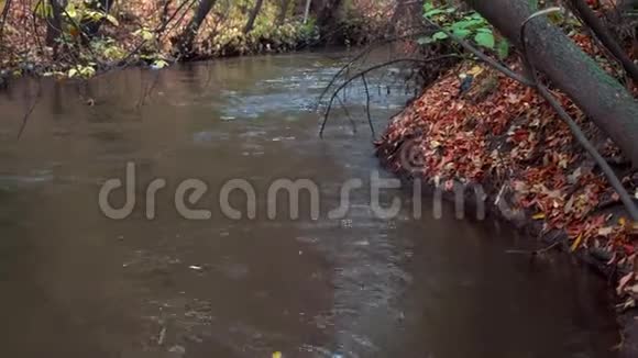 江在秋林中视频的预览图