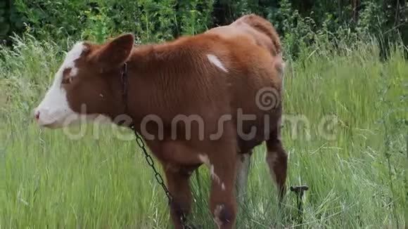 绿野上的小牛视频的预览图