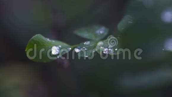 雨后森林中树叶上的大量水滴视频的预览图