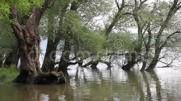 多瑙河两岸的森林视频的预览图