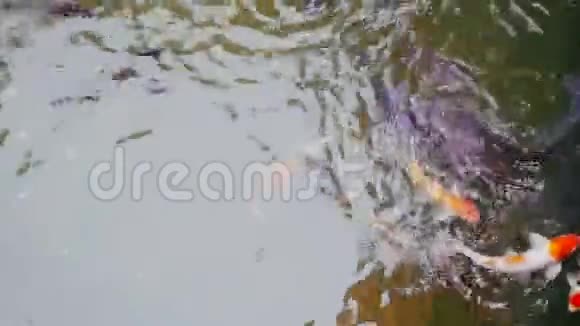 鲤鱼在池塘里许多五颜六色的鱼在湖里游泳视频的预览图