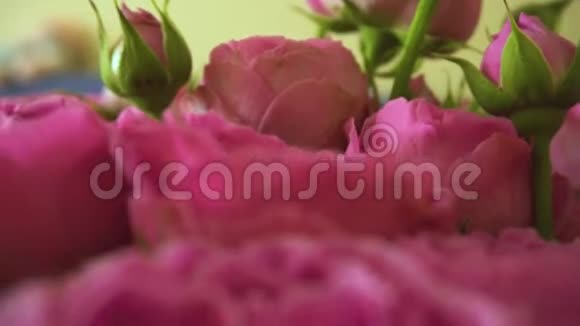 美丽的粉红色玫瑰的气味视频的预览图