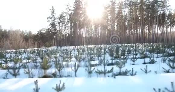 种在木头上的树冬季视频的预览图