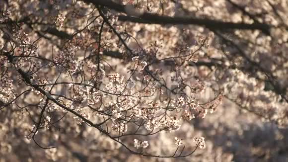 清晨在东京一个公园里的樱花拱廊视频的预览图