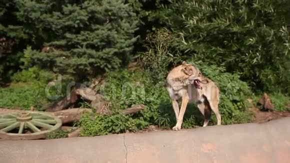 动物园里的狼视频的预览图