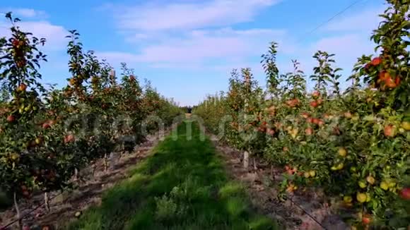 一排排苹果树之间的长过道苹果园农业企业苹果的选择在小树上视频的预览图