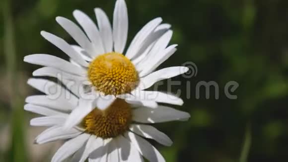 夏天白色的雏菊花在田野里随风摇动特写镜头草地上美丽的春天雏菊慢慢视频的预览图