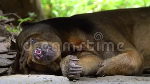 太阳熊在动物园的岩石和树木之间在森林中睡觉的慢动作视频的预览图