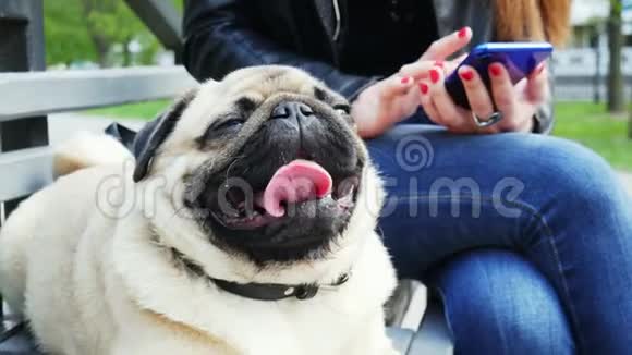 滑稽的小狗躺在长凳上女人用智能手机在后台视频的预览图