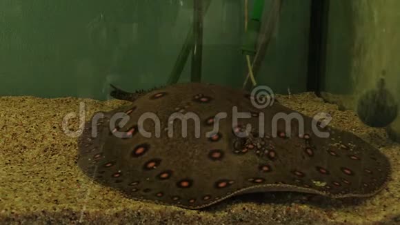 水族箱加氧水中的状河黄貂鱼繁殖以保护金诺芬和视频的预览图