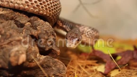 蛇在它的外壳中跟踪猎物视频的预览图