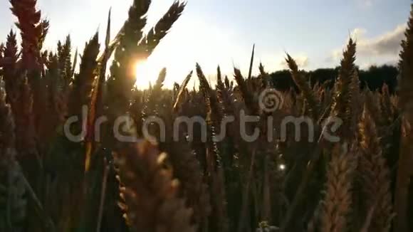 在日落时分沿着麦头拍摄4K视频的预览图