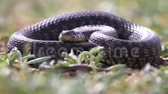 大蛇伸出分叉的舌头视频的预览图