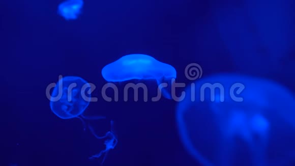 深海中漂浮的荧光水母蓝色背景下的海洋生物视频的预览图