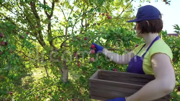 穿着蓝色围裙和园艺手套的贴身女性在水果园收获苹果视频的预览图