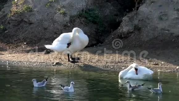 池塘边的白天鹅视频的预览图