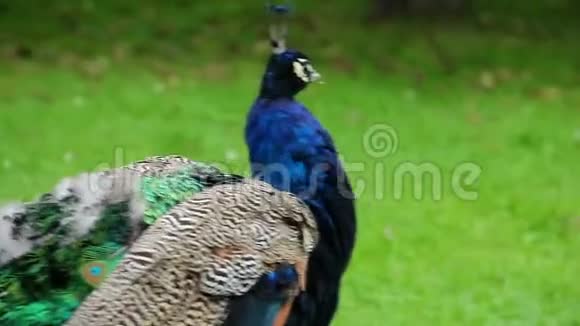 极致特写蓝印第安孔雀漫步七彩鸟视频的预览图