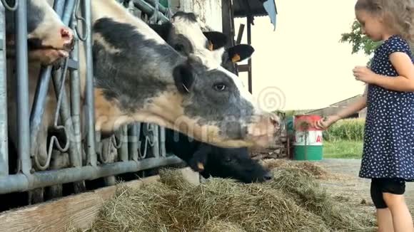 可爱的小女孩把青草送给黑白牛笑动物饲养生态养殖理念慢视频的预览图