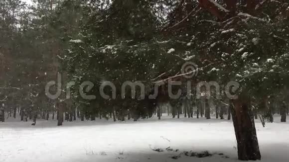 降雪时针叶林背景下的松树视频的预览图