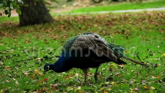 蓝印度孔雀在自然环境中的草地上行走视频的预览图