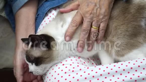 年长的女人抱着一只猫视频的预览图