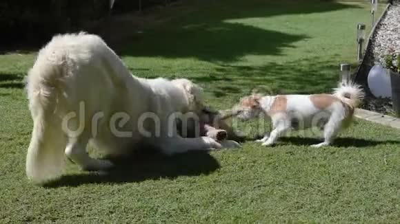 一只金毛猎犬和一只杰克拉塞尔猎犬在玩玩具视频的预览图