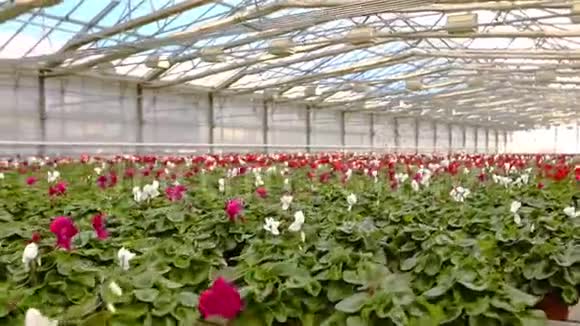 盆栽花卉出售一个大型现代化温室鲜花出售视频的预览图