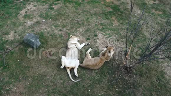动物园里有两只母狮视频的预览图